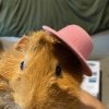 Two One Year Old Male Piggies in Minneapolis