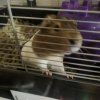 Guinea Pig Trio in Colonial Heights VA