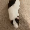 4 yr old Male short hair Guinea pig