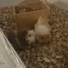 Guinea pigs i’m rehoming