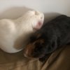 2 guinea pigs Ritsu(black brown) Mio(albino)