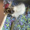 Rehoming two females