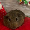 one male guinea pig (2 yrs old)
