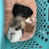 3 boys and 3 girls for adoption