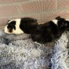 Young brother Guinea Pigs
