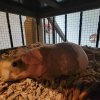 Very Nice Skinny Pig