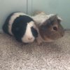 Two sweet piggie girls