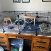 Rehoming 2 male guinea pigs plus C&amp;amp;C cage