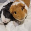 2 guinea pigs looking for a new home