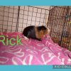 Rescued Male Guinea Pigs