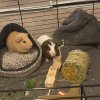 Four bonded female guinea pigs need rehomed