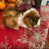 bonded female guinea pigs