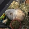 2 sweet guinea pigs need a new home.