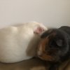 2 guinea pigs Ritsu(black brown) Mio(albino)