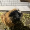 4 Bonded Male Guinea Pigs