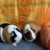 Rehoming 2 Female Bonded Guinea Pigs