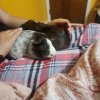 2 female guinea pigs,adopt as individuals or