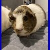 Bonded pair of female guinea pigs