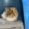 2 year old female and 5 week old male Guinea