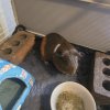 2 male guiena pigs, comes with cage/liners