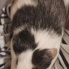 Two guinea pigs looking for a new home.