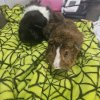 2 year old bonded brothers. MOO MOO AND JACK