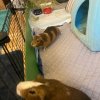 Kevin and Taco, 2.5-year-old male piggies