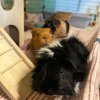 Herd of 4 female guinea pigs