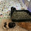 Herd of 4 female guinea pigs