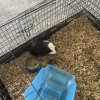 Two Male Guinea Pigs, healthy,young,friendly