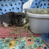 2 Long-haired Male brother Guinea Pigs