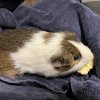 Two Male 3 year old Bonded Pair w/ cage
