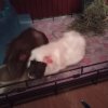 Two adorable bonded male guinea pigs