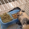 Two sweet boys for rehome