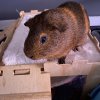 Two sweet and cute male bonded Guinea Pigs