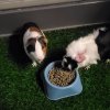 2 cute female Guinea Pigs plus cage