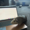 Female Guinea Pig!