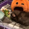 One year old single male guinea pig