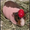 Young Male Skinny Pig - sweetest boy ever!