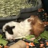 Two young male guinea pigs for rehoming