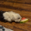 3 male guinea pigs