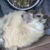 Sir George Needs a New Home