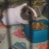 Need to rehome several guinea pigs