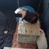 Guinea Pigs need a new home ASAP fee 10 for 3