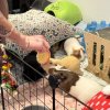 Four bonded female guinea pigs need rehomed