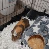 2 guinea pigs / 1 adult + 1 baby both girls