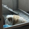 2year old rehome female, comes with large enc