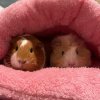 PommieAndPeachie Female,Bonded Pair,3yrsOld