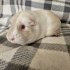 Hedwig - Unspayed female, 3 years old