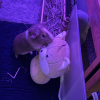 Female Guinea Pig!